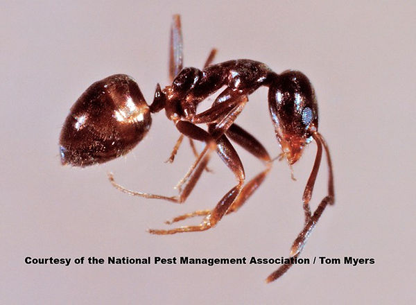 argentine-ant_tm.jpg