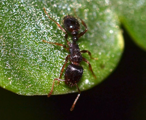 pavement-ant.jpg