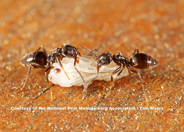 odorous-house-ant_tm-2.jpg