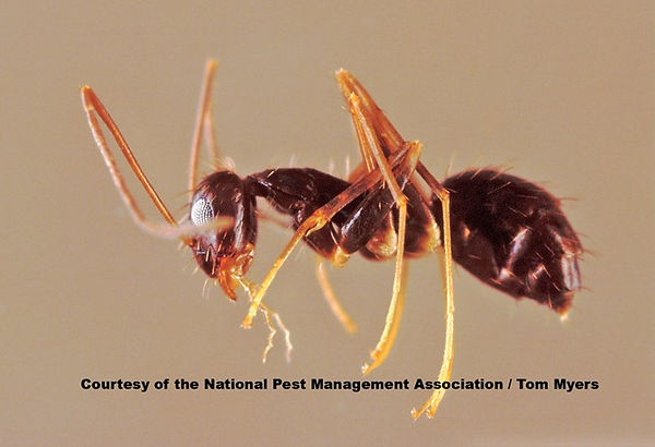crazy-ant.jpg