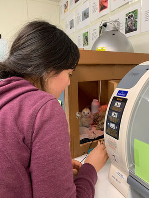 Staff member feeding a two week old spotted owl chick in a brooder box.