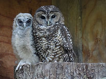 Chick D with mom shania.JPG