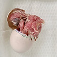 Spotted owl chick hatching out of an egg.