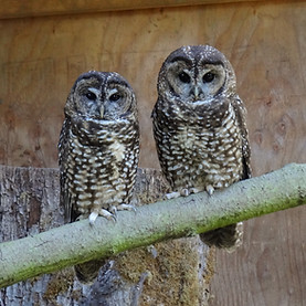Two spotted owl adults side-by-side on a branch.