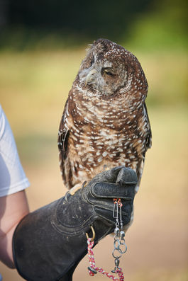 Close-up of Small Eyes, the glove-trained spotted owl.