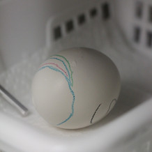 Cracked spotted owl egg in an incubator.