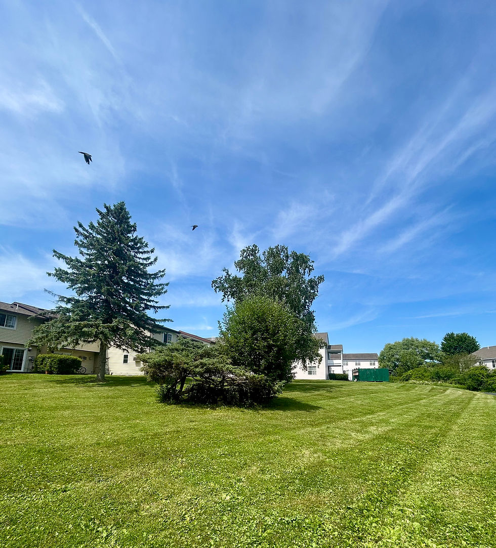 Summerhill Meadow
