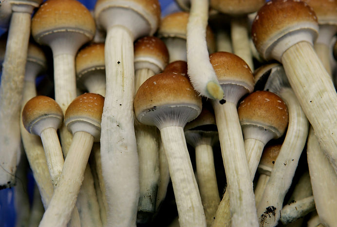 MagicMushrooms_AP_070802036452.jpeg