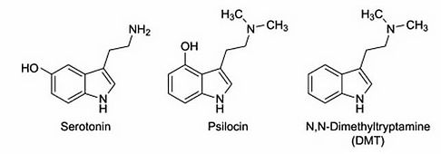 psilohuasca_chemical_comp.jpeg