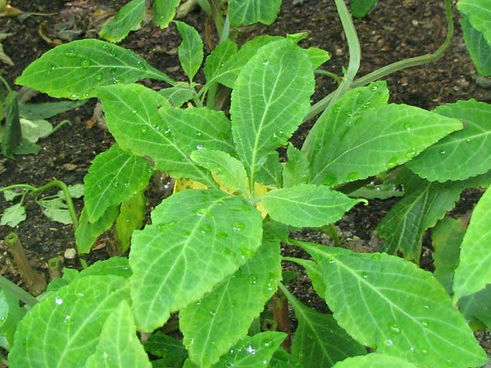 salvia-divinorum.jpeg