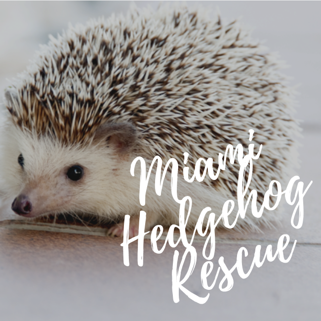MIami Hedgehog Rescue Adopt a hedgehog