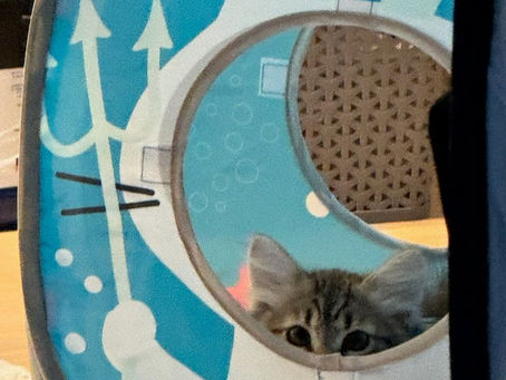 So you adopted a kitten...