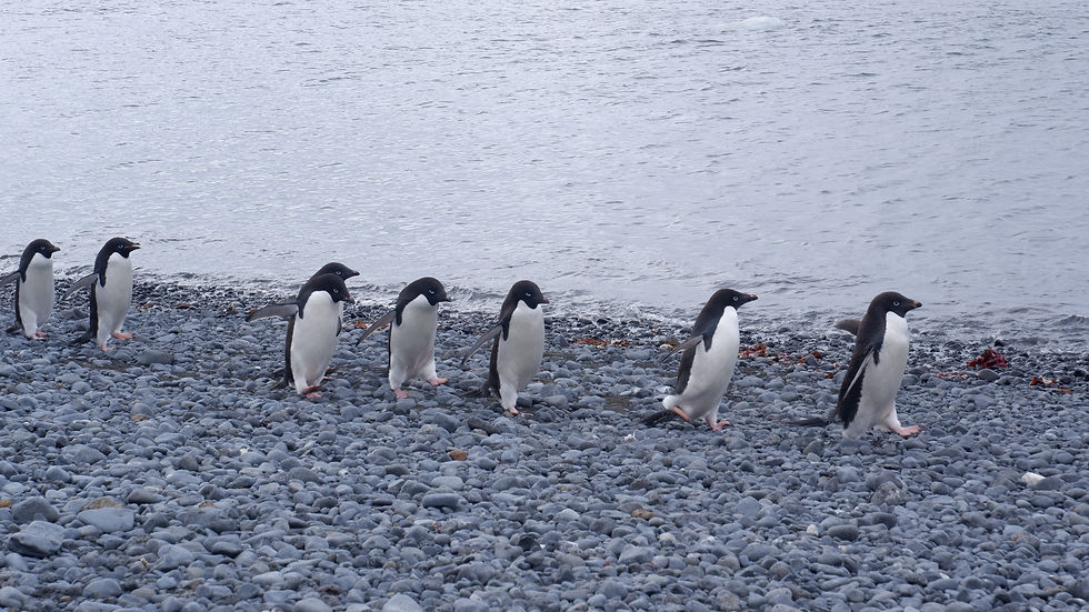 Adelie penguins, Antarctica 2019