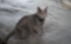 le club du chat des chartreux association éleveurs