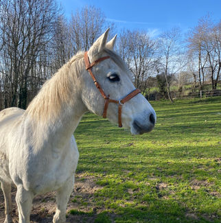 side-pull-poney-cuir
