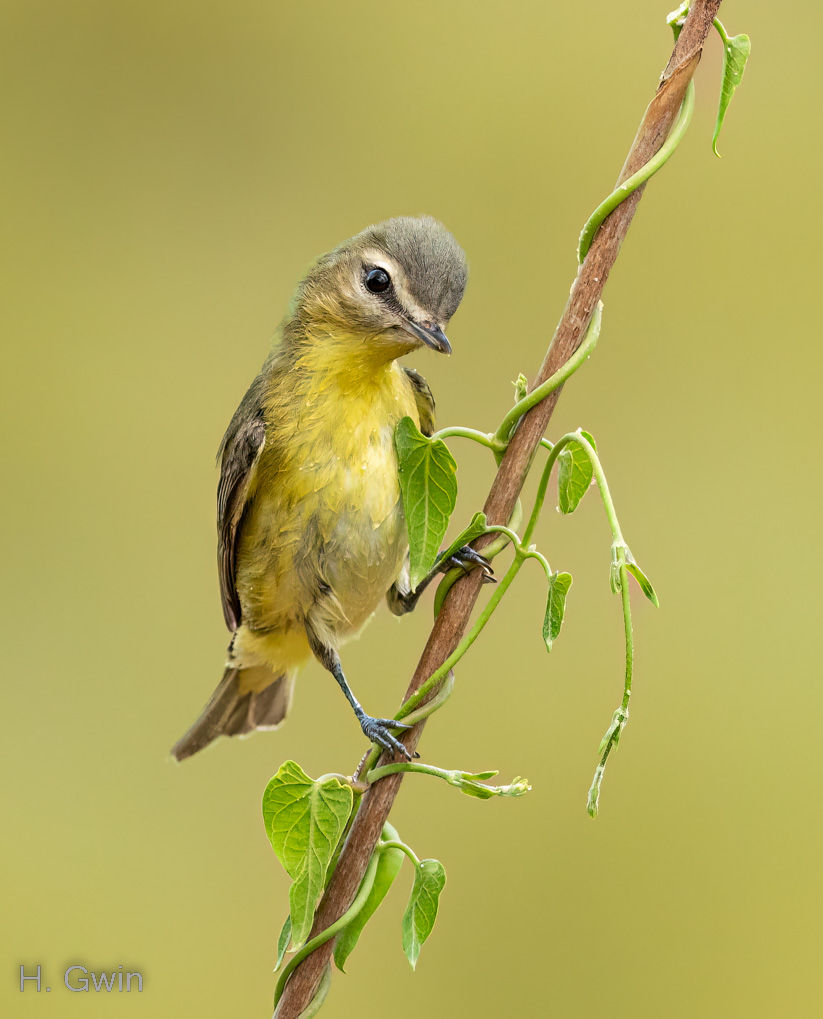 Philadelphia Vireo