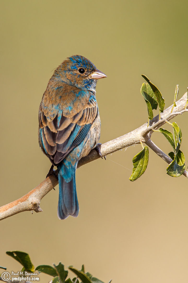 Blue Grosbeak