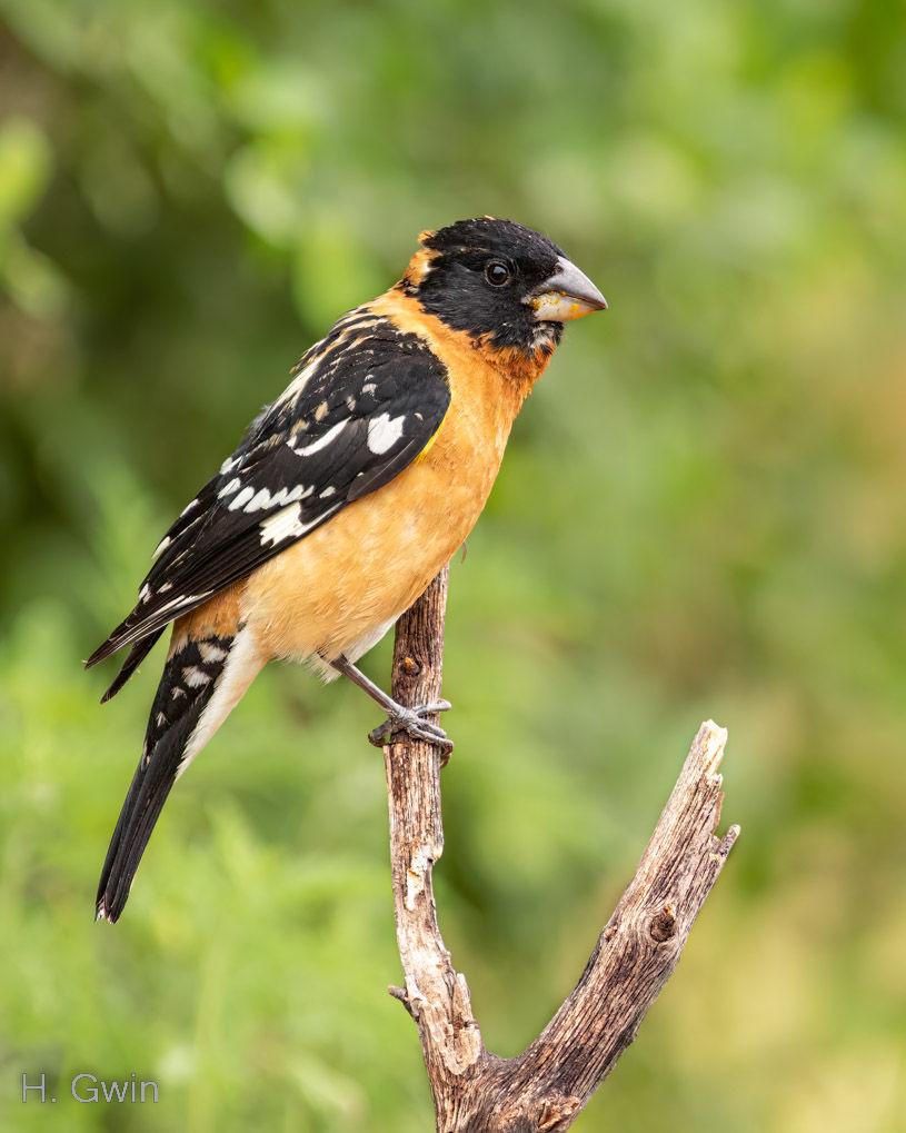 Black-headed Grosbeak