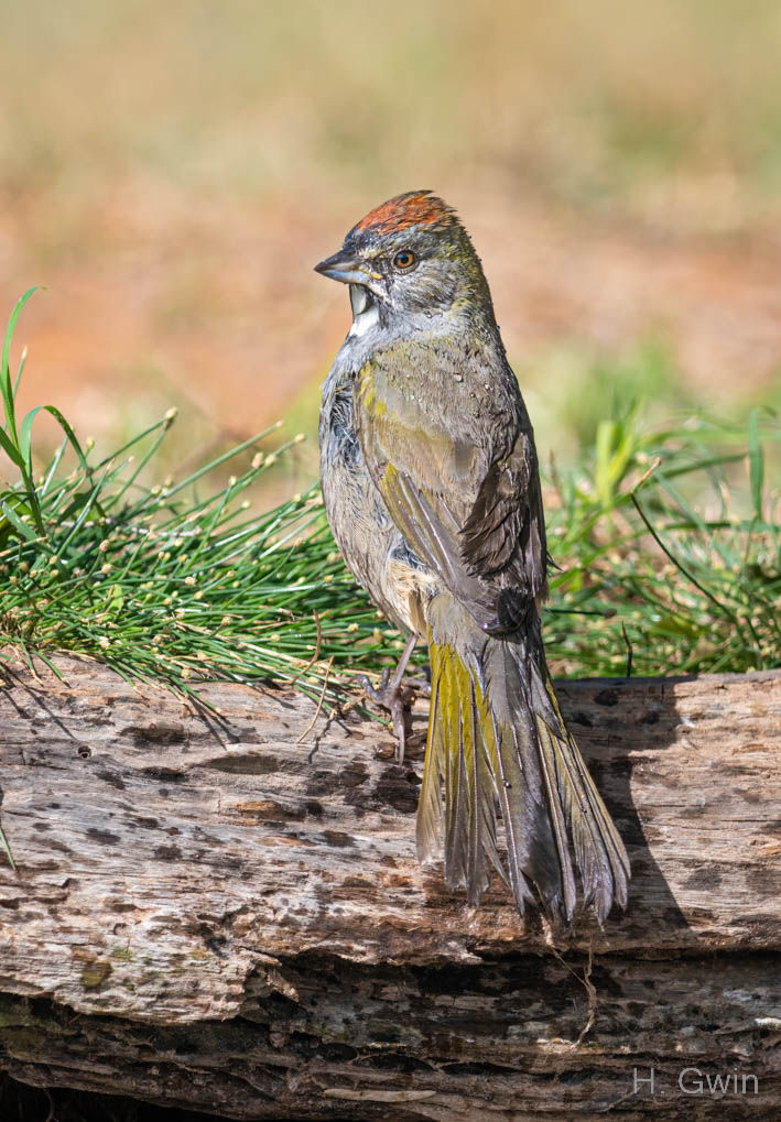 Green-tailed Towhee