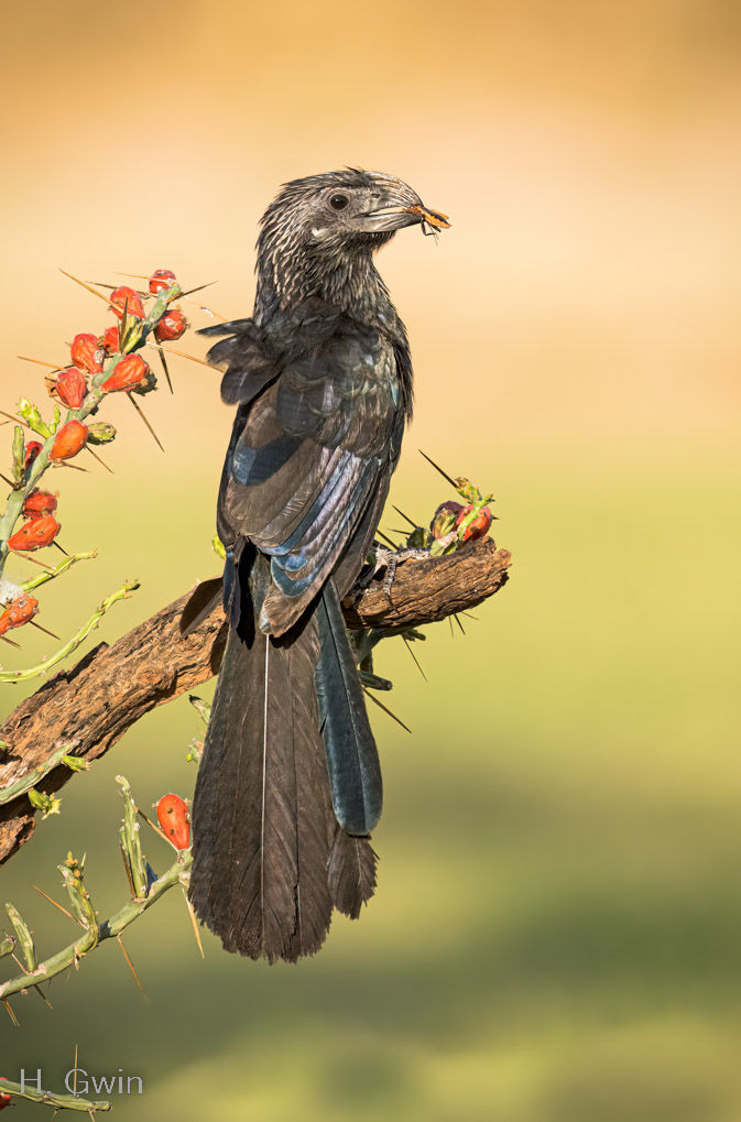 Groove-billed Ani