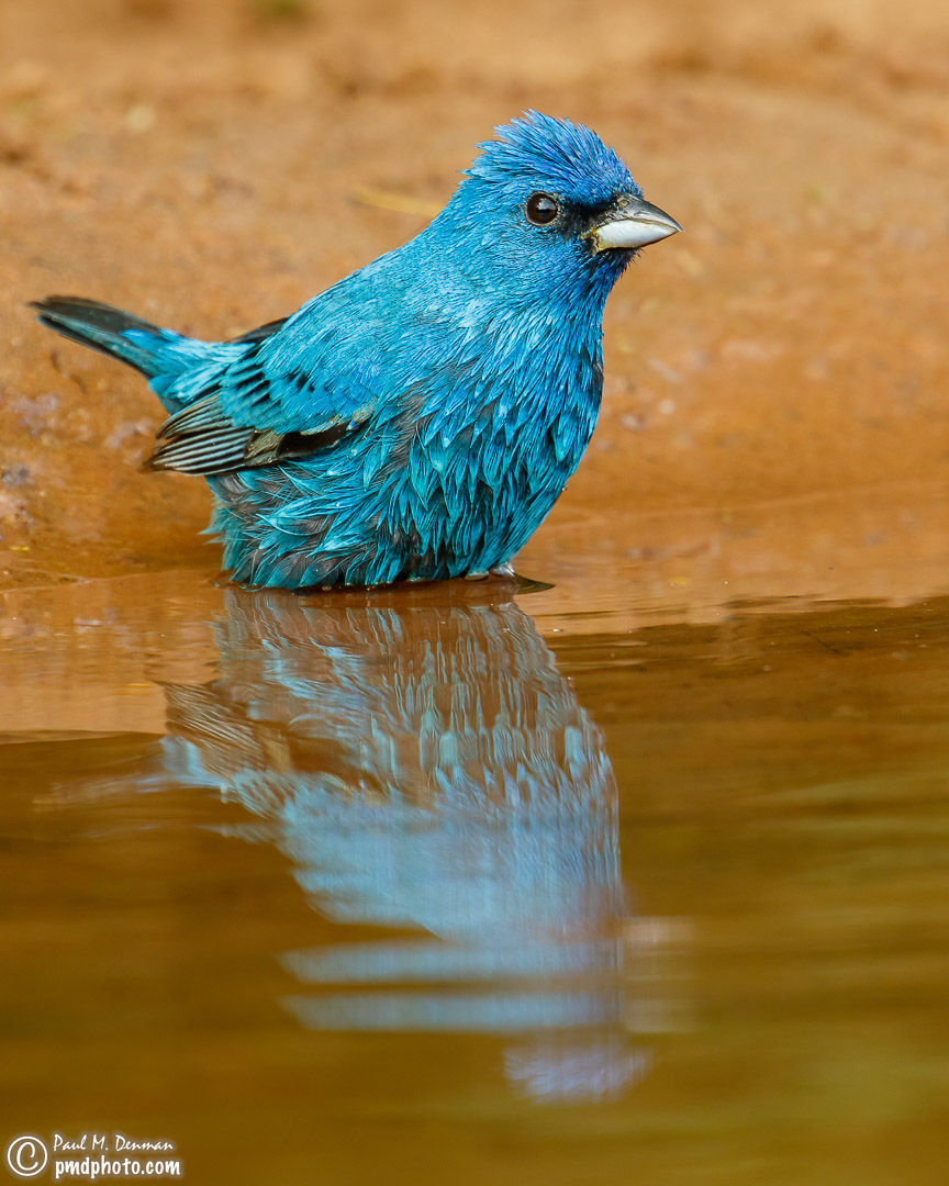 Indigo Bunting