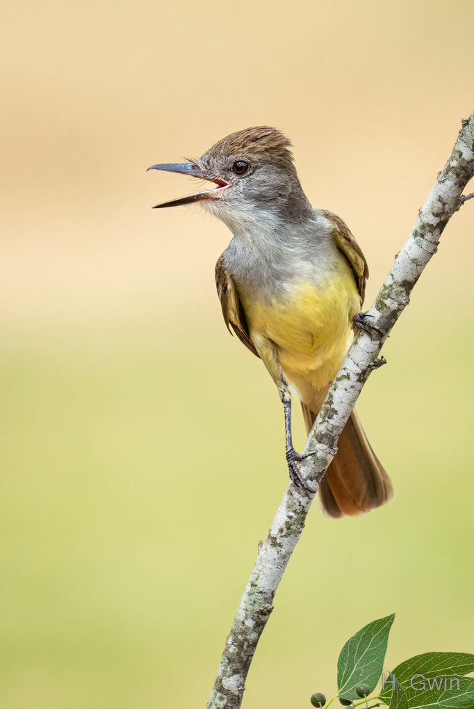 Brown-crested Flycatcher
