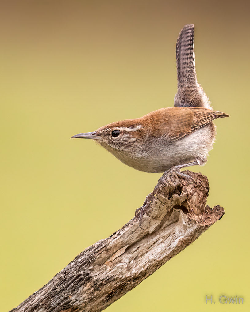 Bewick's Wren