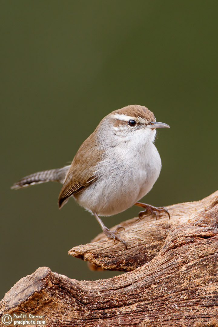 Bewick's Wren