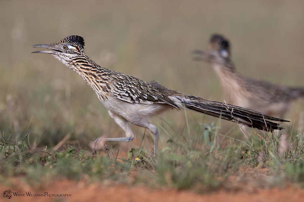 Greater Roadrunners