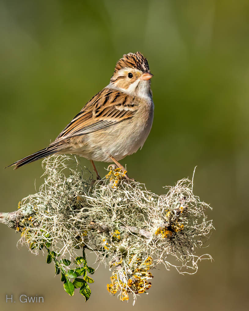 Clay-colored Sparrow
