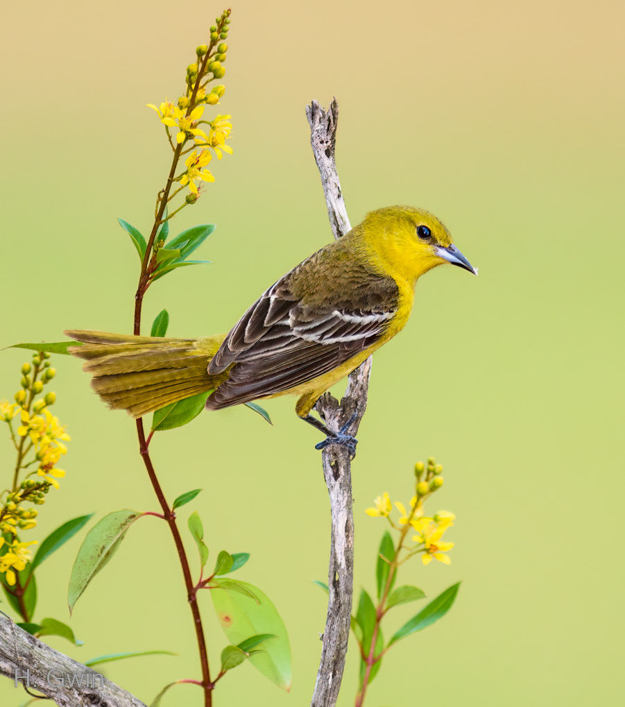 Orchard Oriole (female)