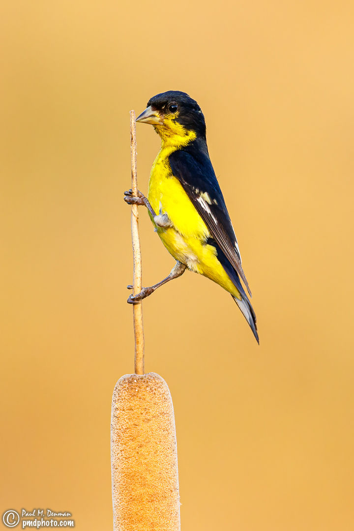 Lesser Goldfinch