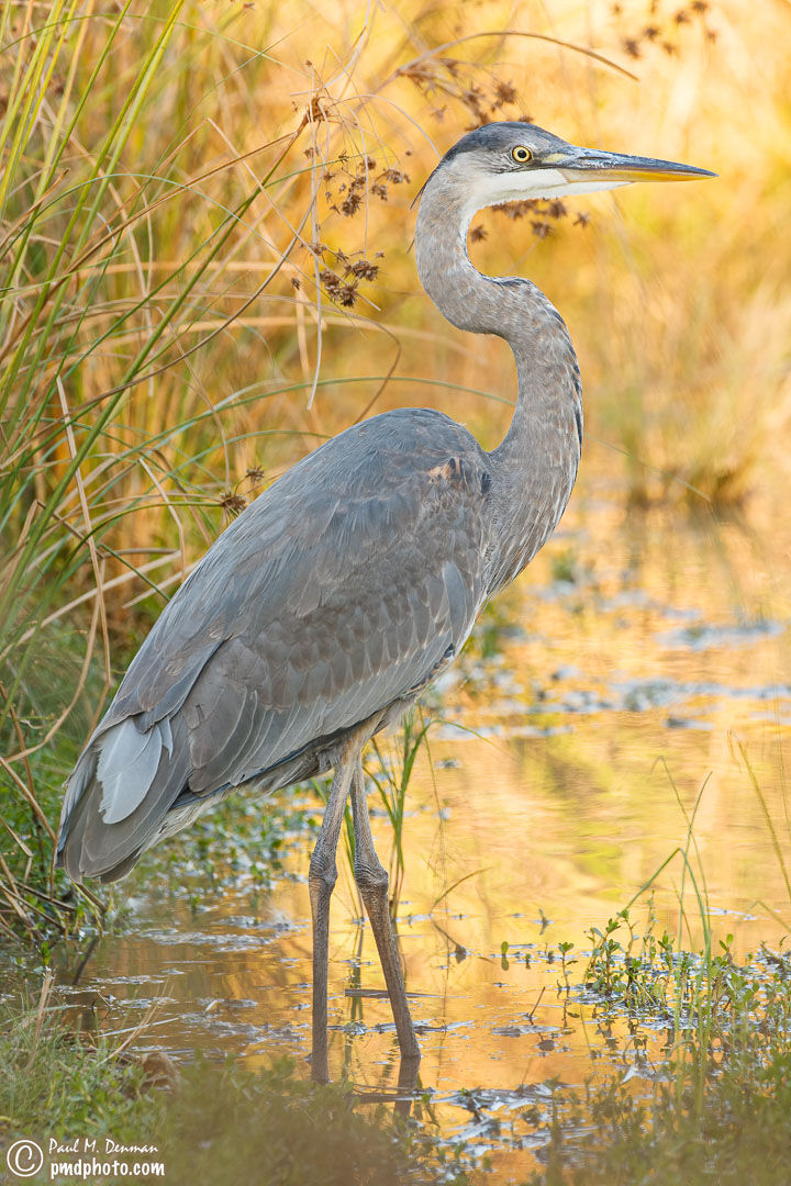 Great Blue Heron