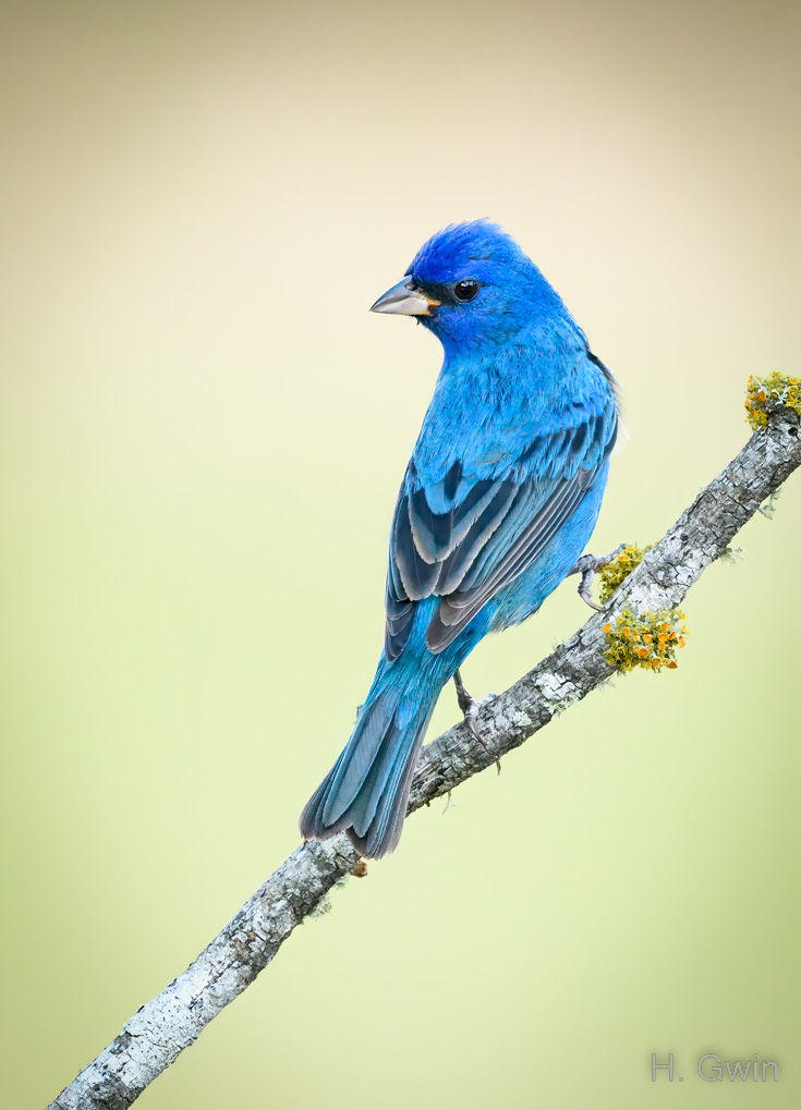 Indigo Bunting