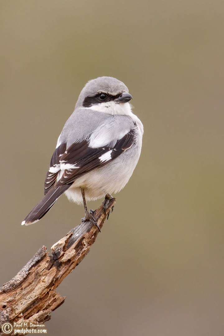 Northern Shrike