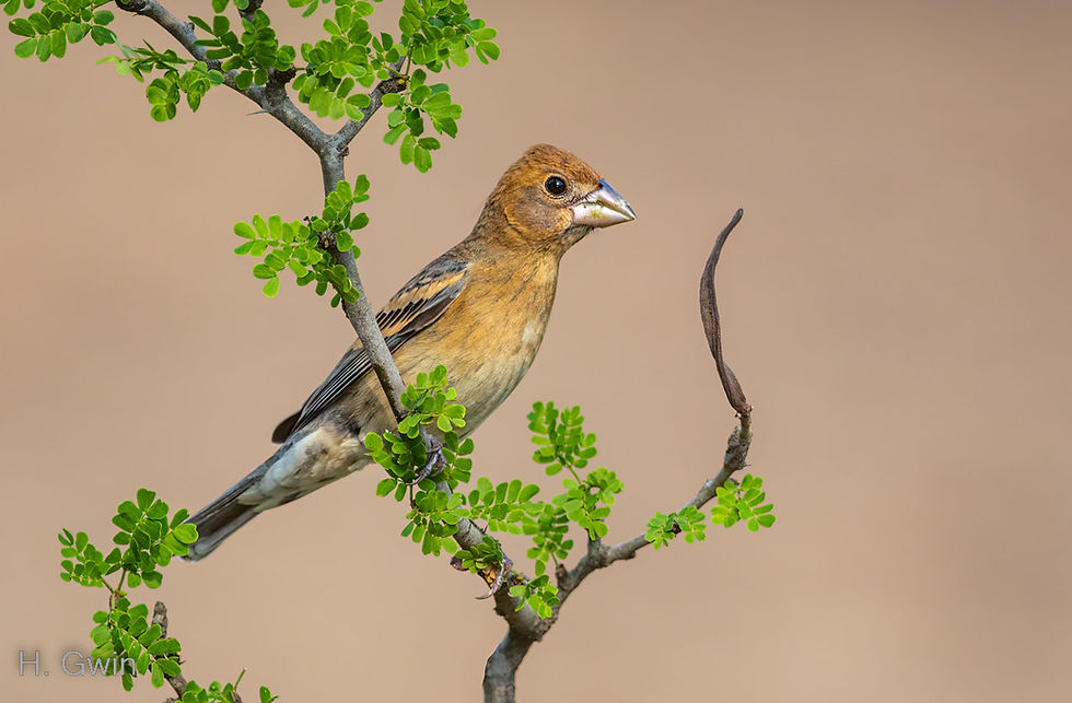 Blue Grosbeak (female)