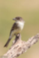 Eastern Phoebe