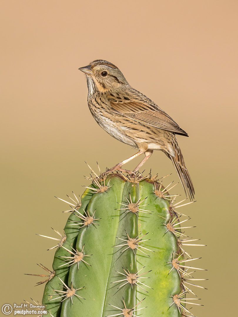 Lincoln's Sparrow