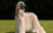 Afghansk mynde. Hellerup Dog Walk. Pack Walk. Hundebørnehave. Hundehave. Professionel hundelufter. Hundeluft. Hundelufter i København. Professionel hundelufter København. Professionel hundelufter Nordsjælland. Daycare4dogs. Professional dog walker Copenhagen. Daycare for dogs. Doglover. Hundekærlighed. Hundepasning. Hundeelsker.
