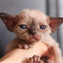 デボンレックス専門ブリーダー devonrex 子猫 ブロムストラキャッテリー 子猫.jpg