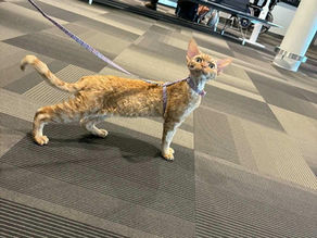 デボンレックスお迎え