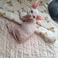 家庭環境で育つデボンレックスの子猫 Jack。被毛が薄く大きい耳が特徴の男の子