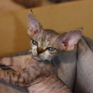 デボンレックス devonrex 子猫 ブロムストラ 画像 元気な性格_Sun