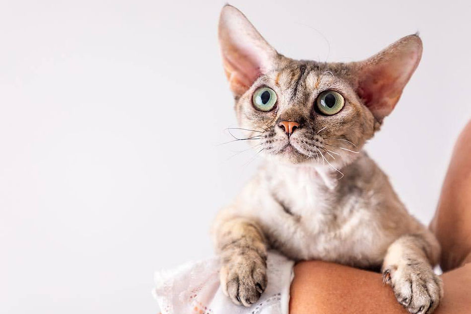 デボンレックス専門ブリーダー devonrex 子猫 ブロムストラキャッテリー 巻き毛で穏やかな性格_Matty