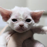 デボンレックス devonrex 子猫 ブロムストラ 画像 元気な性格_Tony