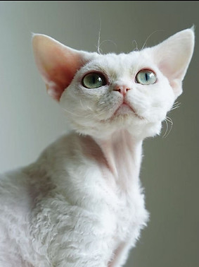 デボンレックスdevonrex.jpg