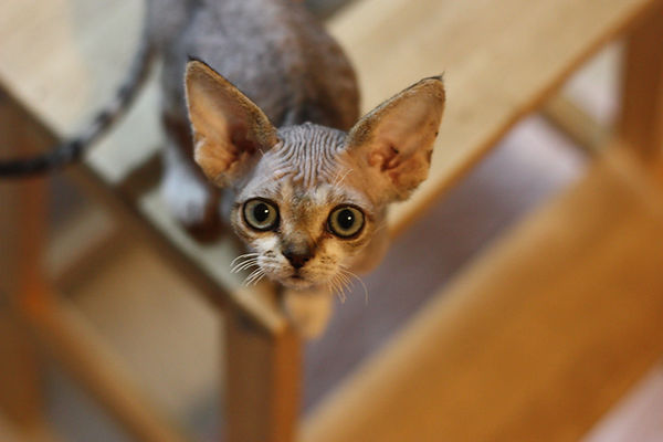 デボンレックス devonrex 子猫 ブロムストラ 画像 元気な性格_Sun