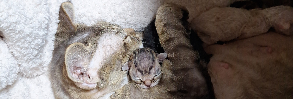 devonrrex デボンレックス.jpg