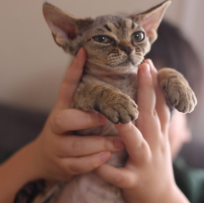 デボンレックス専門ブリーダー devonrex 子猫 ブロムストラキャッテリー 甘えん坊な性格_Mocha.JPG