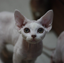 デボンレックス専門ブリーダー devonrex 子猫 ブロムストラキャッテリー 甘えん坊な性格_Tony.JPG
